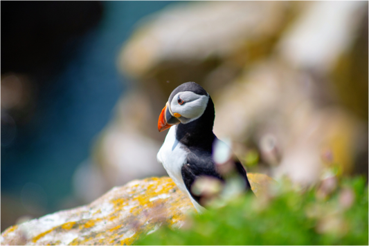 Puffin