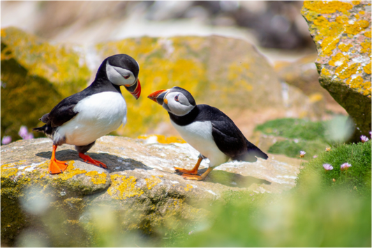 Puffins