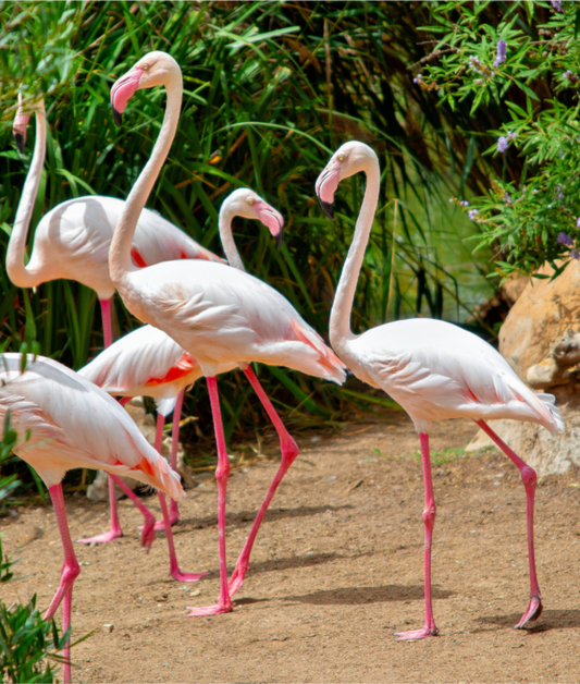 Flamingos